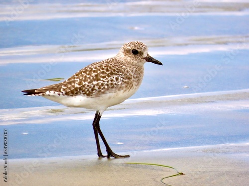 Plover on the beach