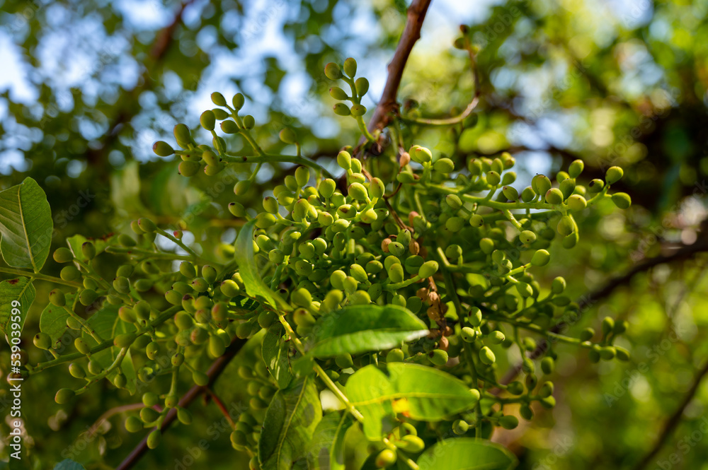 Sweet, delicate, fragrant nuts, Bronte pistachios with brilliant green colour and pistachio tree with unripe nuts