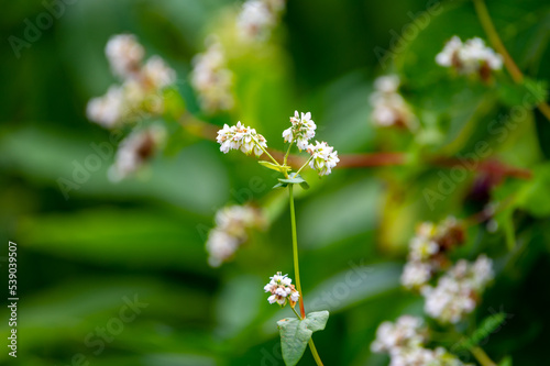 Summer blossom of fagopyrum esculentum or buckwheat plant, healthy vegetarian food