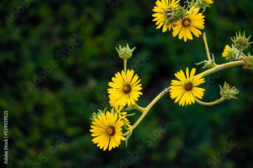 Yellow flowers heads of Silphium laciniatum or compass plant growing in garden photo