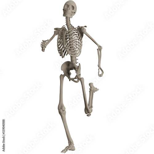 skeleton posing 3d render illustration © dada_design