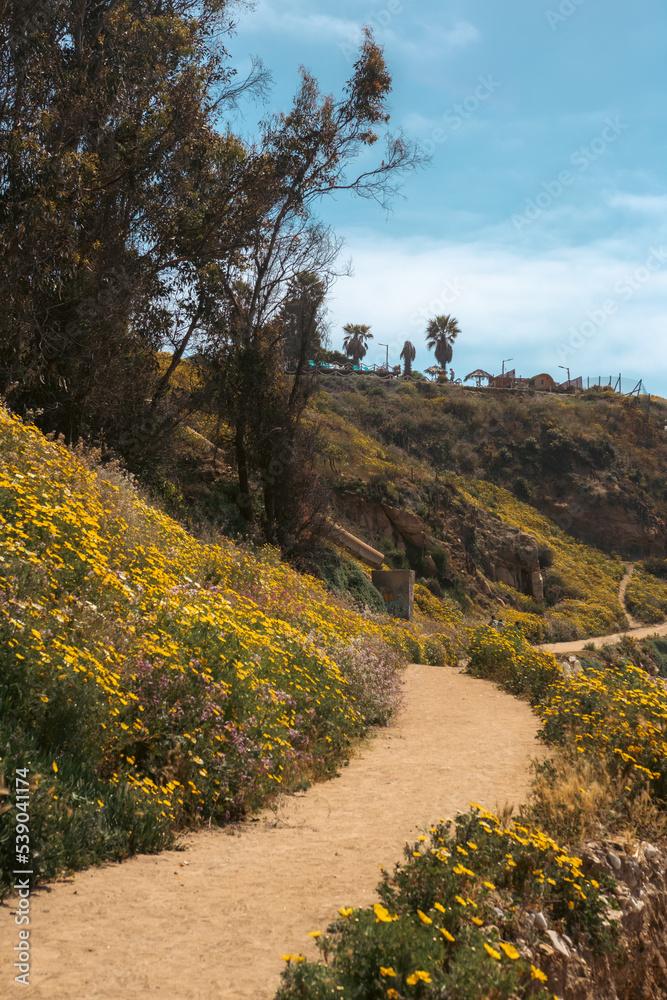 Naklejka premium path in the mountains