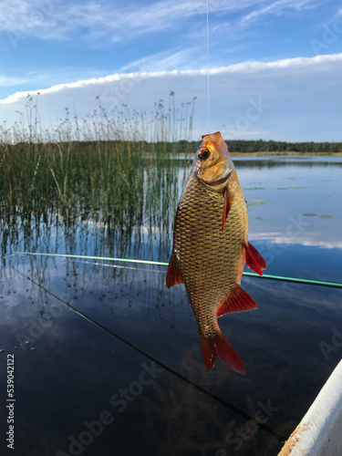 The fish is caught on a hook against the backdrop of a lake, a blue sky with clouds and reeds. The concept of nature, fishing, tourism and recreation.