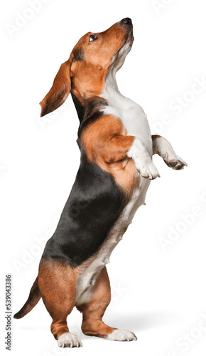 Little cute dog standing on two back paws isolated on white