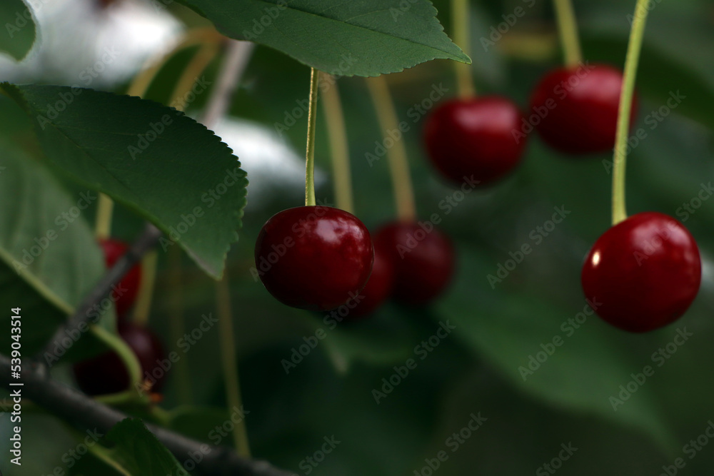 Closeup view of cherry tree with ripe red berries outdoors Closeup view of cherry tree with ripe red berries outdoors