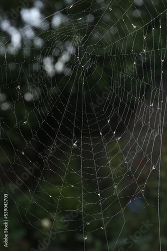 Closeup view of spiderweb with dew drops outdoors