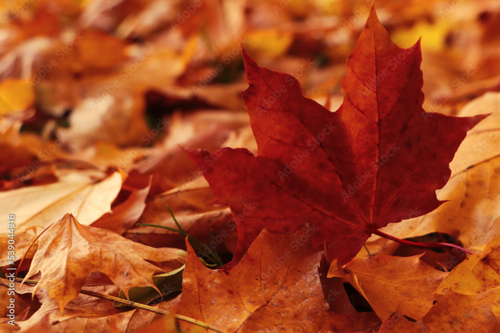 Pile of beautiful fallen leaves outdoors on autumn day, closeup Pile of beautiful fallen leaves outdoors on autumn day, closeup