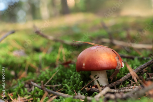 Russula mushroom growing among green grass in forest. Space for text