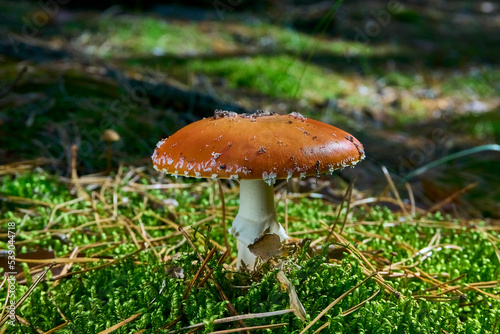 Fly agaric on a green glade illuminated by the rays of the sun