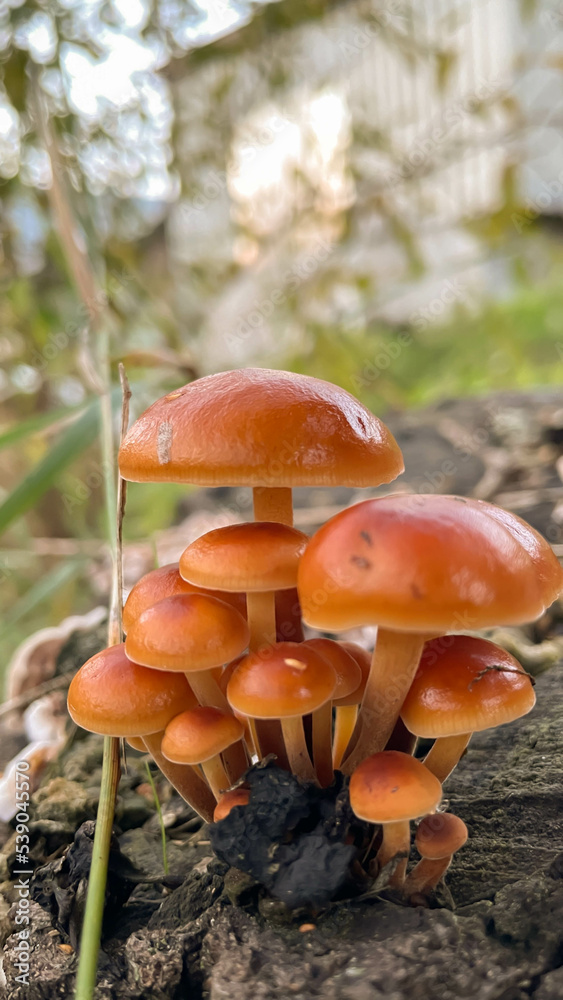 Group of sunlit mushrooms - lemon oyster mushroom growing on an old tree stump in the forest Group of sunlit mushrooms - lemon oyster mushroom growing on an old tree stump in the forest