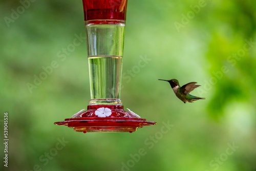 Closeup shot of a tiny hummingbird flying next to an outdoor hummingbird feeder filled with nectar