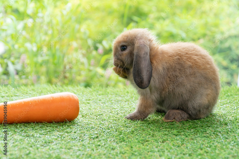 Adorable fluffy bunny rabbit sitting on green grass over natural background. Furry cute wild-animal single at outdoor. Lovely fur baby rabbit bunny on meadow. Easter animal concept. Adorable fluffy bunny rabbit sitting on green grass over natural background. Furry cute wild-animal single at outdoor. Lovely fur baby rabbit bunny on meadow. Easter animal concept.