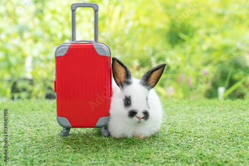 Adorable rabbit easter bunny with small red baggage sitting on green grass over spring broke background. Little bunny rabbit sitting aside red suitcase on meadow nature background. Easter pet vacation photo
