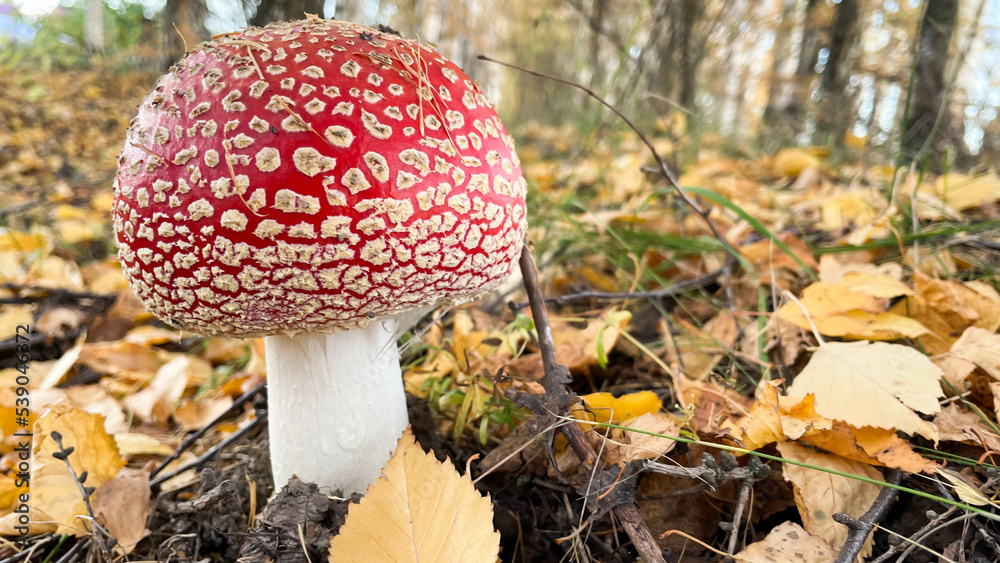 Amanita mushrooms in the forest on the background of the autumn forest Amanita mushrooms in the forest on the background of the autumn forest