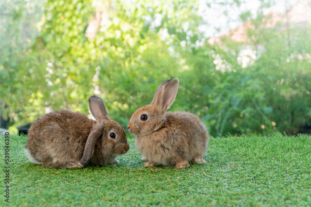 Cuddly furry rabbit bunny brown with family sitting and playful together on green grass over natural background. Two family baby bunny spring time on lawn. Easter newborn bunny family pet concept. Cuddly furry rabbit bunny brown with family sitting and playful together on green grass over natural background. Two family baby bunny spring time on lawn. Easter newborn bunny family pet concept.