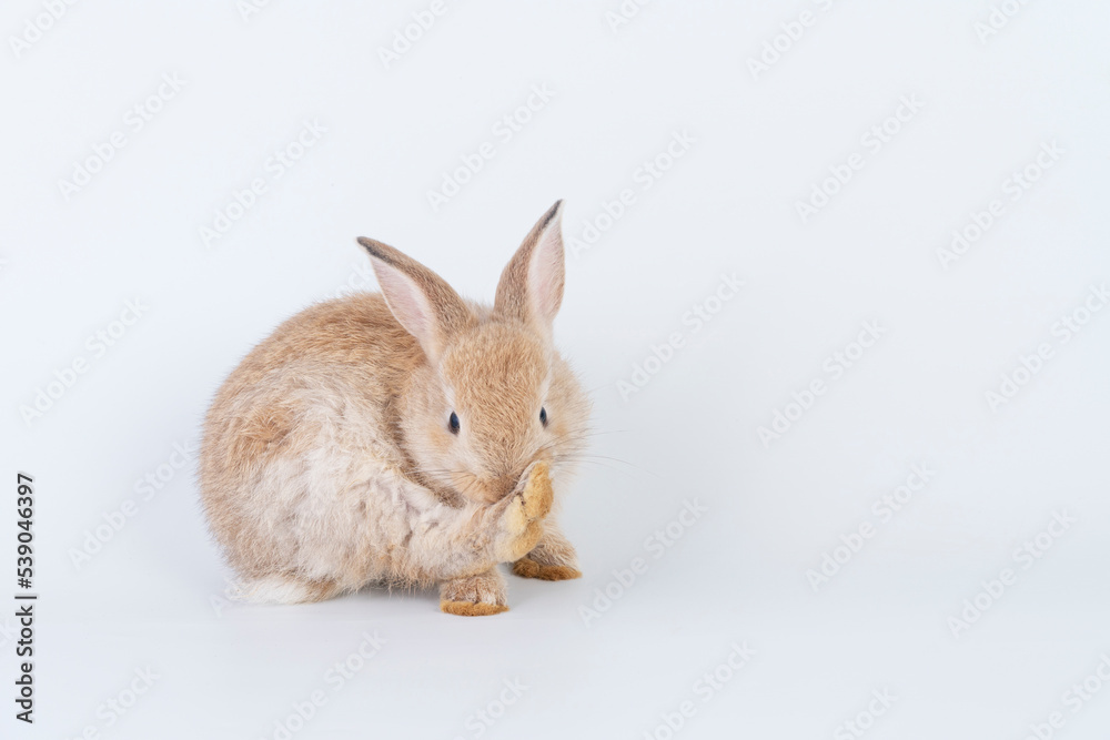 Adorable newborn baby rabbit bunnies cleaning body sitting with copy space over isolated white background. Active little rabbit furry brown bunny playful on white background. Easter bunny animal pet.