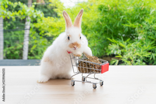 Adorable baby rabbit bunny pushing shopping basket cart with cookie carrot standing over green nature background. Furry young bunny stand on two legs. Easter bunny animal shopping online concept.