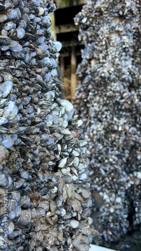 A lot of shells grew on poles under bridge Granville Island The pillars go into green still calm water old wharf Quiet calm life of snails Background for text video about Rybatskoe or ocean trip photo