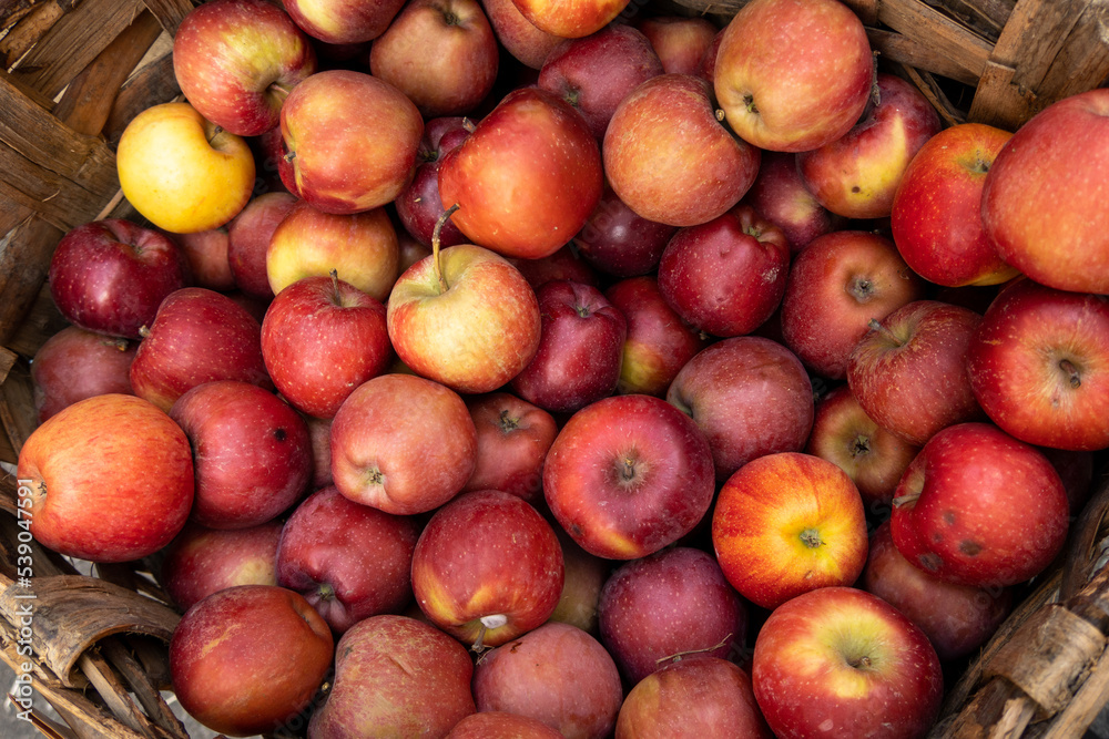 Basket full of fresh apples. harvesting of fresh organic apples during autumn Basket full of fresh apples. harvesting of fresh organic apples during autumn