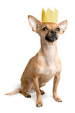 Chihuahua dog sitting on a white background
