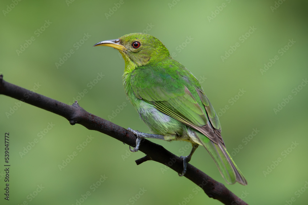 saí-verde (Chlorophanes spiza) saí-verde (Chlorophanes spiza)