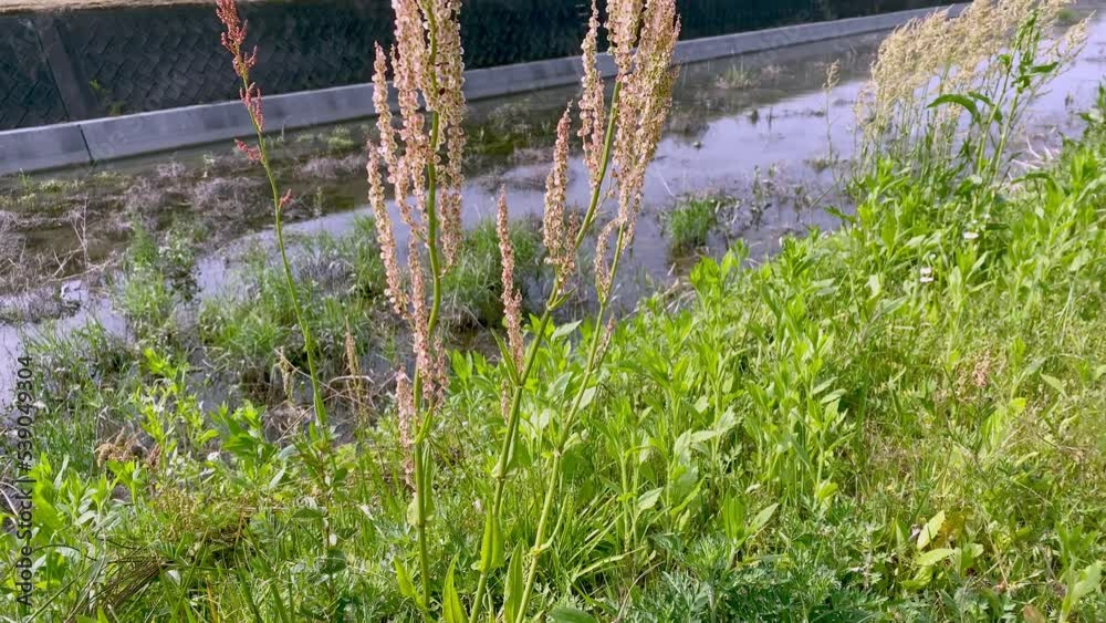 風に揺れる野草 風に揺れる野草