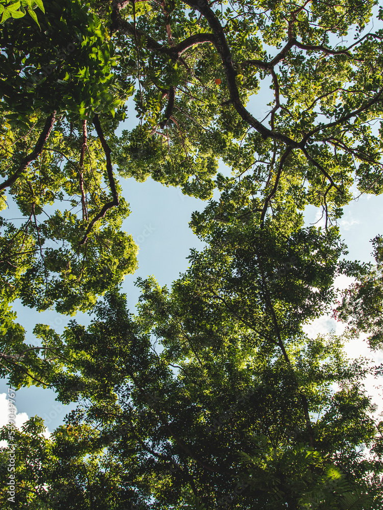Trees leaf low angle with blue sky background from puerto rico forest Trees leaf low angle with blue sky background from puerto rico forest
