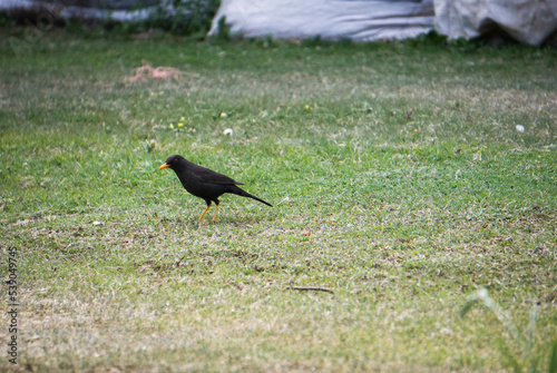 Aves libres en el jardín  photo