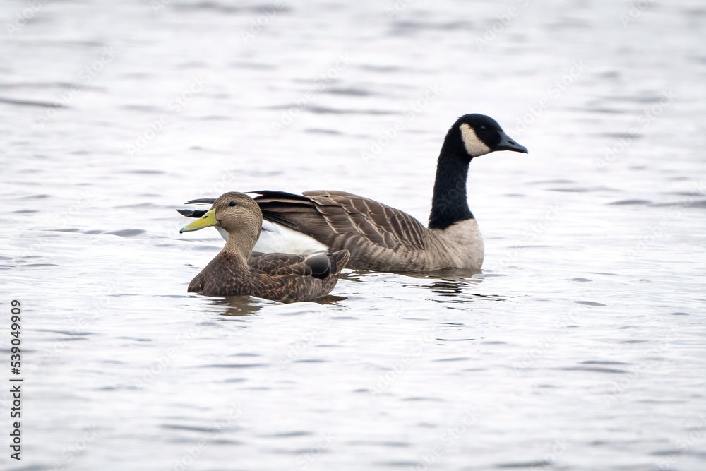 Canadian Goose and a Mallard at the Blackwater Wildlife Refuge Canadian Goose and a Mallard at the Blackwater Wildlife Refuge