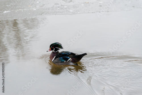 A Male Wood Duck Swimming On The River In November