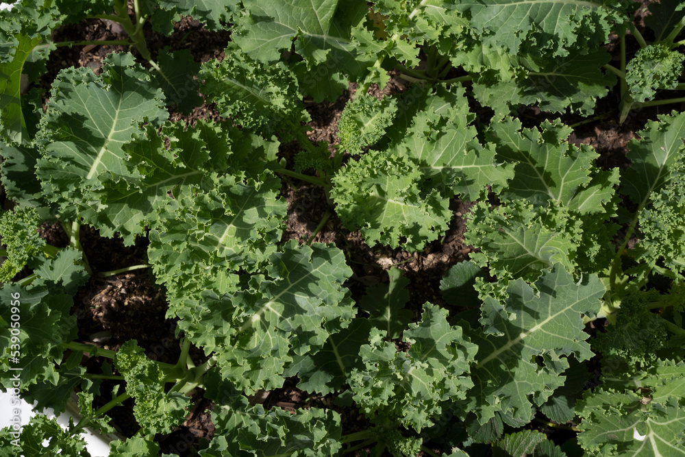 Organic goods. Closeup view of fresh kale leaves growing in the kitchen garden. Organic goods. Closeup view of fresh kale leaves growing in the kitchen garden.
