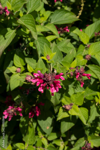 Sage. Closeup view of Salvia involucrata, also known as Roseleaf sage, pink flower blooming in the garden in spring.