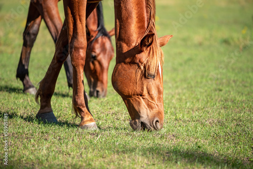 Two horses graze in the pasture on a sunny day. Chestnut and bay horses graze next to each other