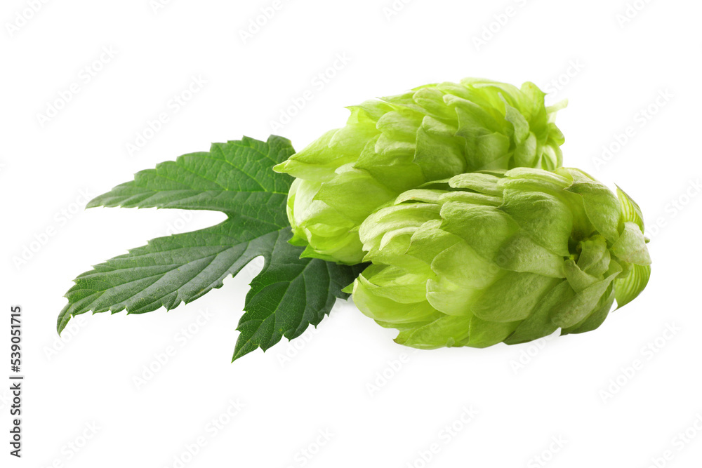Fresh green hops with leaf on white background Fresh green hops with leaf on white background
