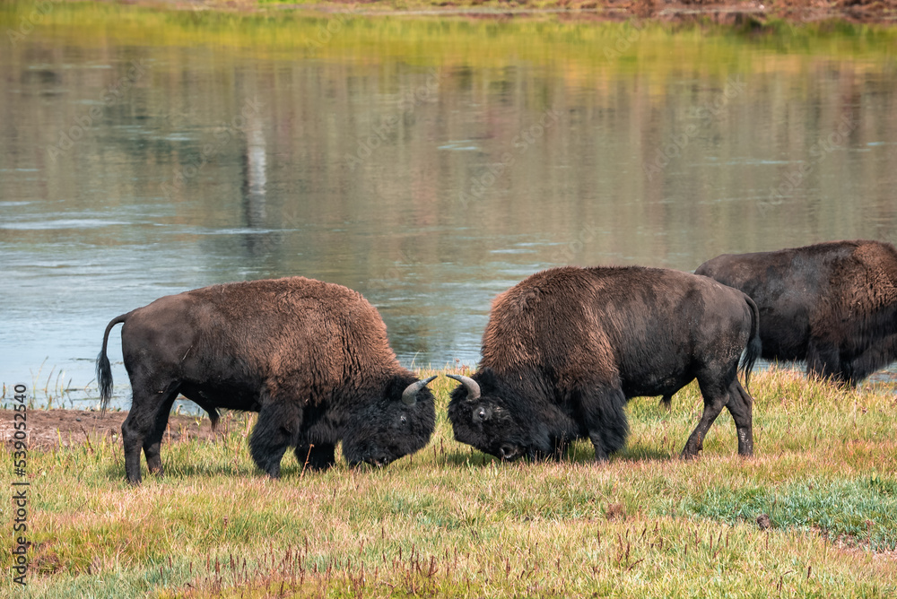 A herd of bison moves quickly along the Firehole River in Yellowstone National Park near Midway Geyser Basin. American Bison or Buffalo in Yellowstone National Park USA Wayoming A herd of bison moves quickly along the Firehole River in Yellowstone National Park near Midway Geyser Basin. American Bison or Buffalo in Yellowstone National Park USA Wayoming