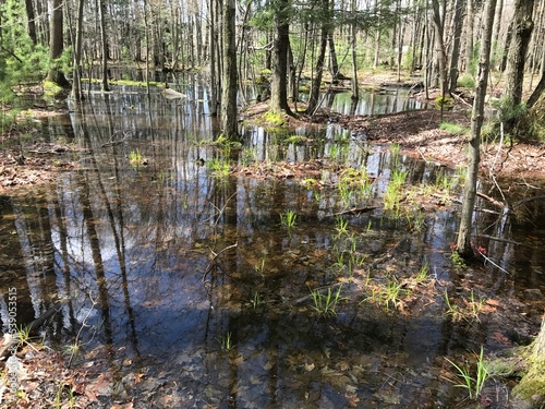 Fototapeta Naklejka Na Ścianę i Meble -  swamp in woods