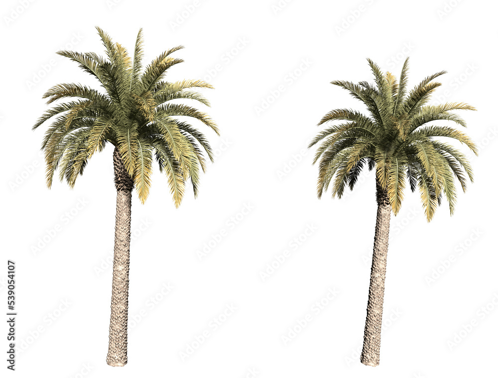 palm trees isolated - obrazy, fototapety, plakaty 