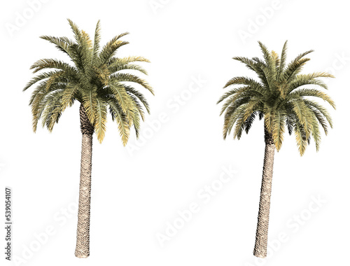 palm trees isolated photo