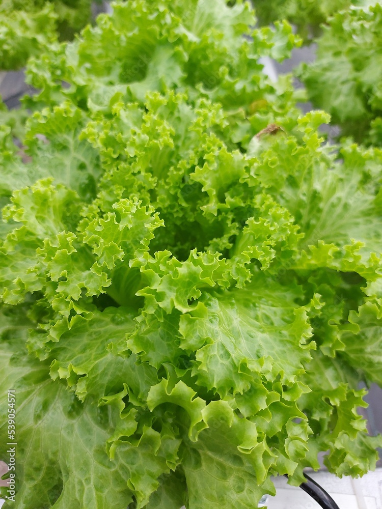 Selective focus of beautiful lettuce plants with blurred background. The scientific name is Lactuca sativa. Focus on some of the plants in front. Selective focus of beautiful lettuce plants with blurred background. The scientific name is Lactuca sativa. Focus on some of the plants in front.