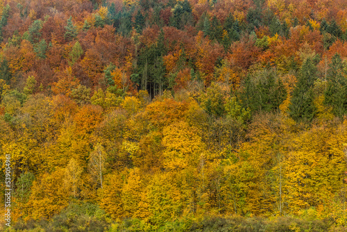 View of colorful autumn forest