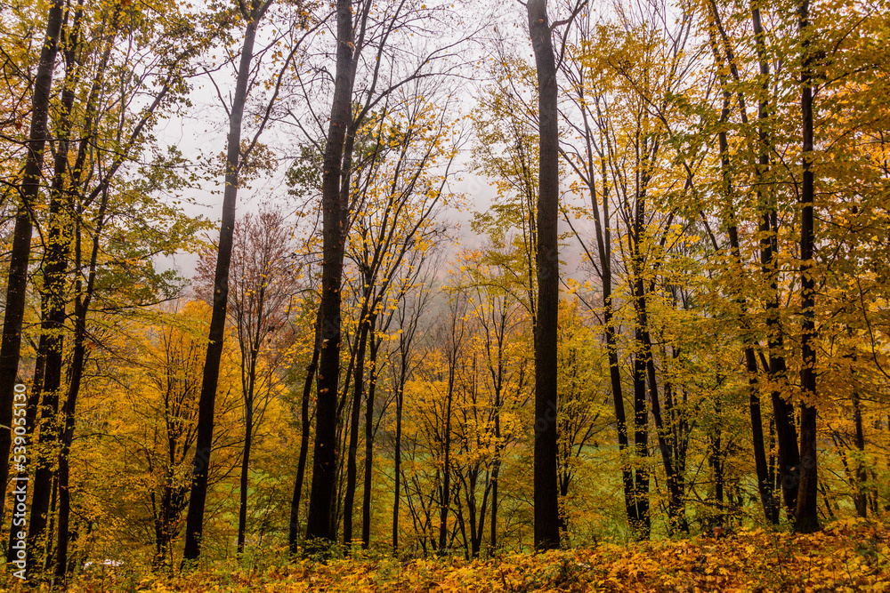 Autumn view of a forest, Czech Republic