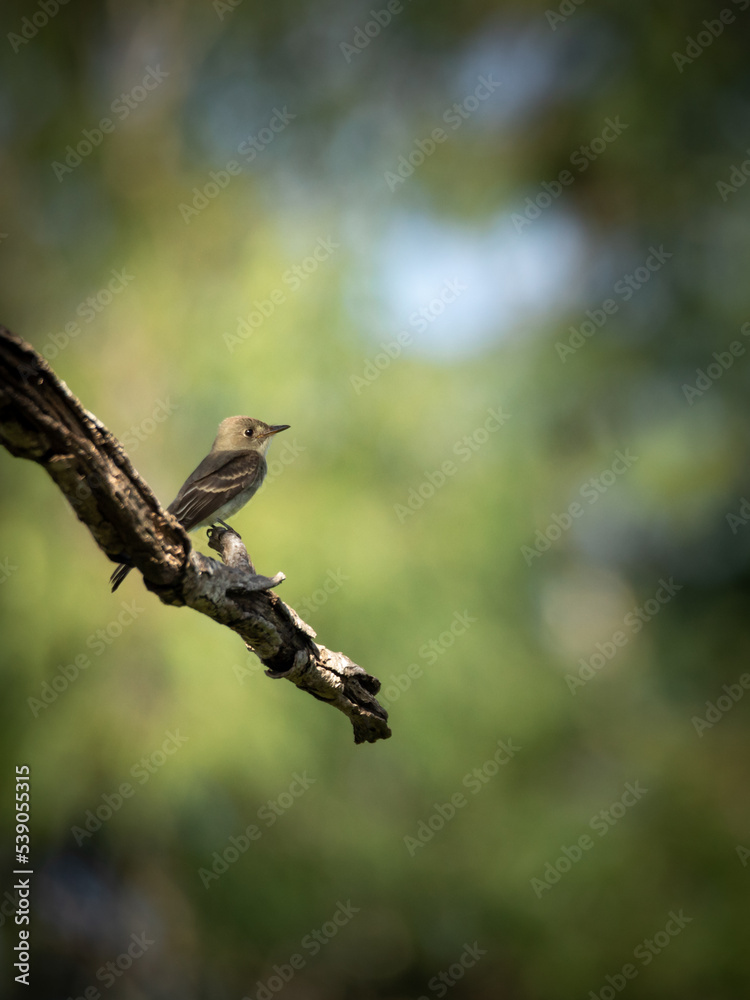 Small grey bird perched on a branch in the tropical jungle with blurry background in Tulum on a sunny morning Small grey bird perched on a branch in the tropical jungle with blurry background in Tulum on a sunny morning