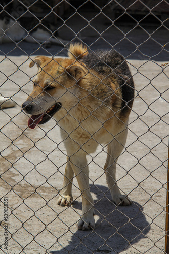 Caring for dogs in the Vafa dog shelter in Hashtgerd Karaj, Iran photo