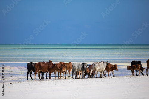 cows play on the beach near the water © gorov