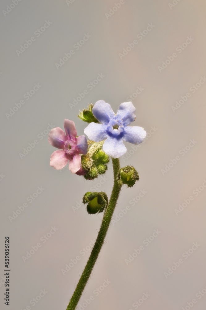Φωτογραφία Isolated Stem of Australian Hound's-tongue (Cynoglossum austral) in flower