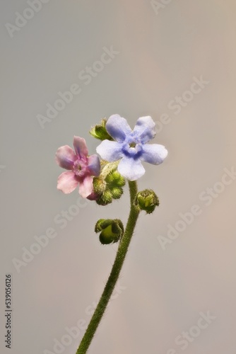 Isolated Stem of Australian Hound's-tongue (Cynoglossum austral) in flower photo