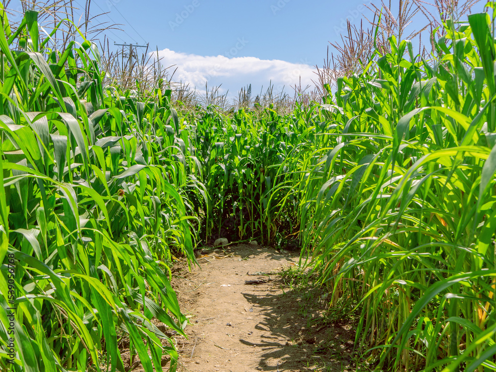 Corn planting field or cornfield, with details of its green color and unripe corn cobs