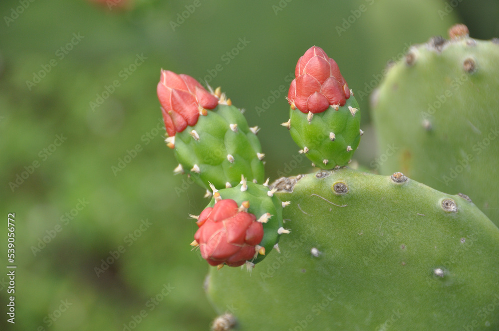 Cochineal nopal cactus or Opuntia cochenillifera, Cereus hexagonus, Cacto palmatoria - Caatinga Biome - Northeast Brazil Cochineal nopal cactus or Opuntia cochenillifera, Cereus hexagonus, Cacto palmatoria - Caatinga Biome - Northeast Brazil