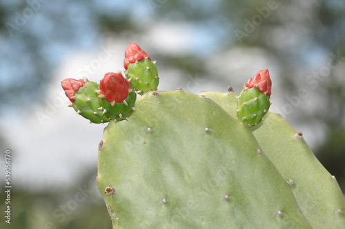 Cochineal nopal cactus or Opuntia cochenillifera, Cereus hexagonus, Cacto palmatoria - Caatinga Biome - Northeast Brazil photo