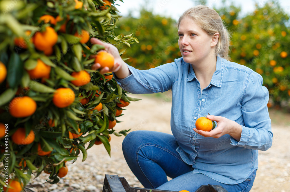 Φωτογραφία Successful female owner of orchard gathering harvest of ripe mandarin oranges